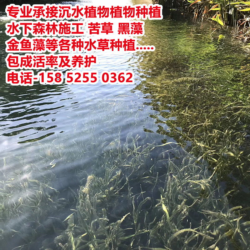 苦草水草种植黑藻金鱼藻穗花狐尾藻马来眼子菜水下森林净化水质 - 图0