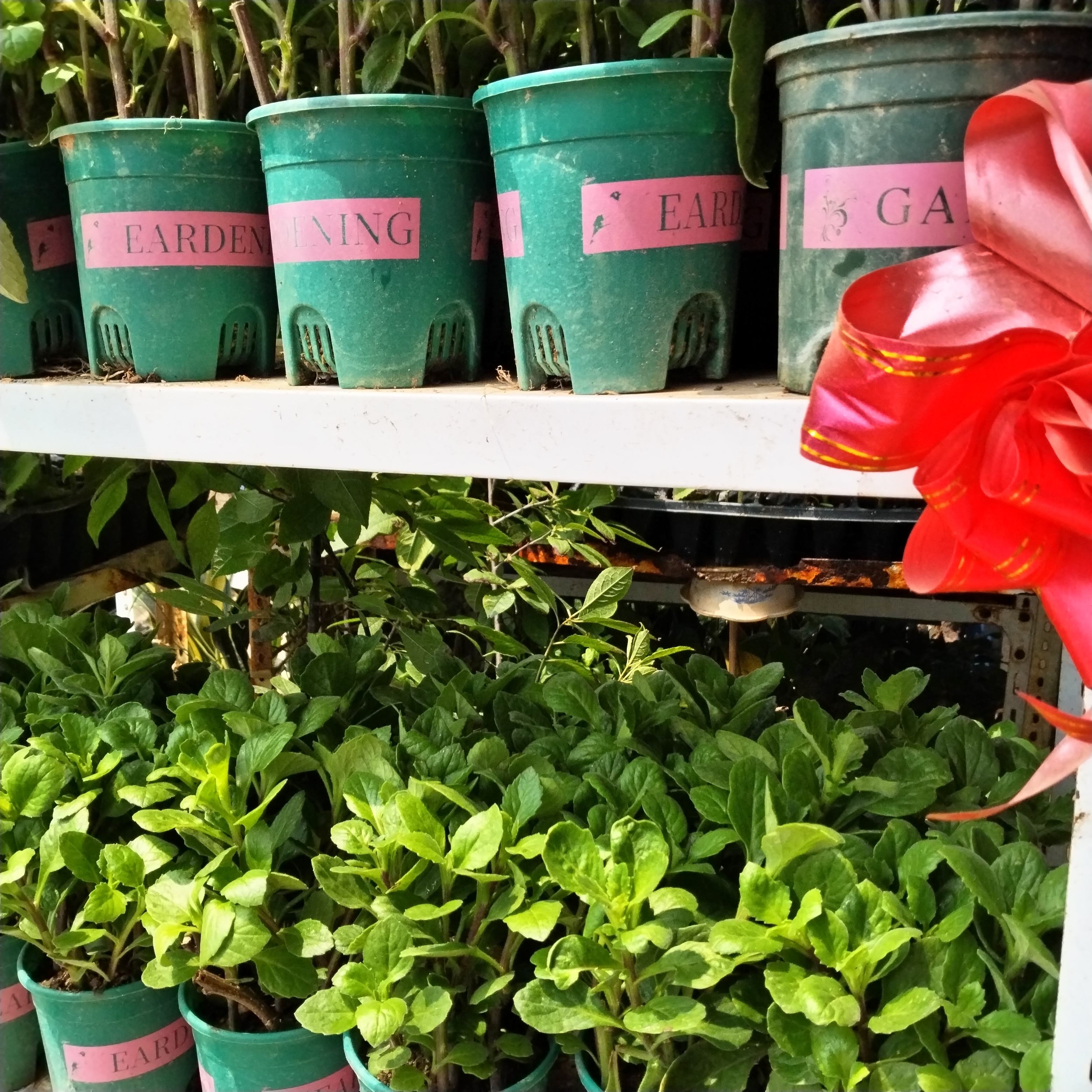 片仔癀草水果店长期奶茶果汁店白凤菜榨汁炖汤盆栽室带跟带土好养 - 图0