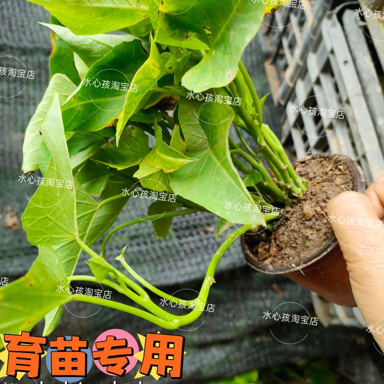 食叶型红薯叶地瓜叶地瓜苗专吃叶子山芋苗带根发货阳台盆栽苗绿植 - 图0