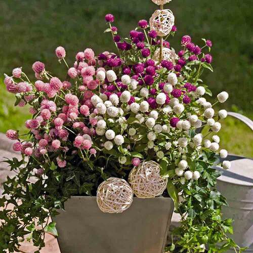 千日红盆栽带花苞千日紫色花卉绿植物阳台庭院绿化苗圃喜阳百日红 - 图3