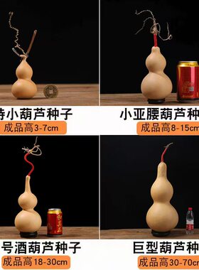 文玩手捻特小葫芦种子
