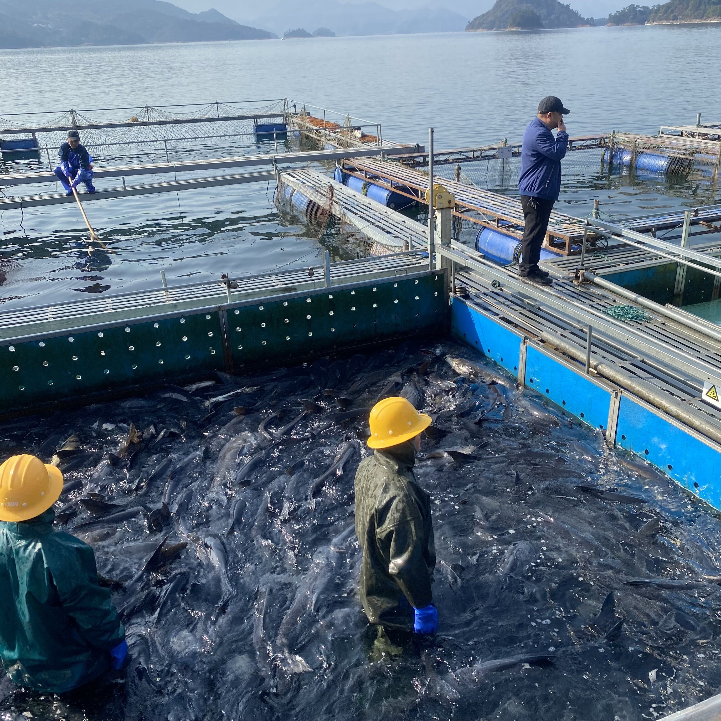 千岛湖鱼正宗淳牌有机胖头鱼新鲜活鱼大头鱼包头鱼花鲢鱼顺丰包邮