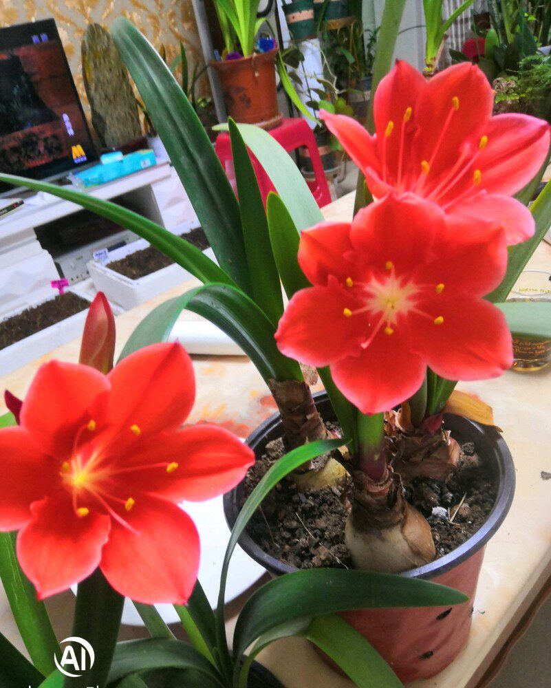 乔治百合  紫根兰 半白心 多年生宿根球根花卉  花期冬春夏季