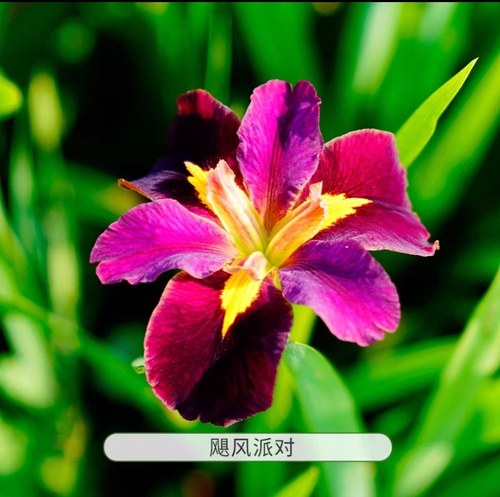 路易斯安那鸢尾  宿根常绿鸢尾花苗 耐寒耐热耐涝耐旱10厘米盆苗 - 图1