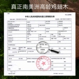 Антибактериальные нескользящие деревянные палочки для еды, новая коллекция