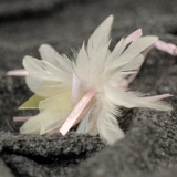 Медкарные сказочные перья трепетание кошачьи палочки кошачья игрушечная игрушка колокол колокол эластичный веревка