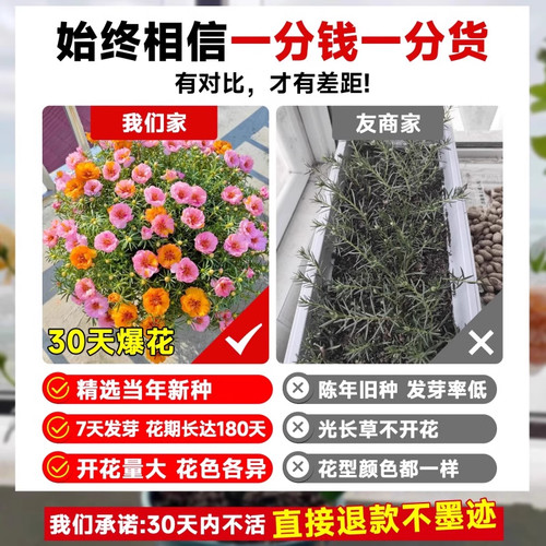 重瓣太阳花种孑花种籽子室内室外观花卉植物花籽四季播种开花易活 - 图1