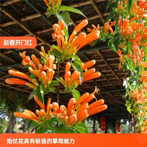 炮仗花苗 爬藤植物 鞭炮花 四季可种阳台庭院垂吊攀援花卉 藤本花 - 图1