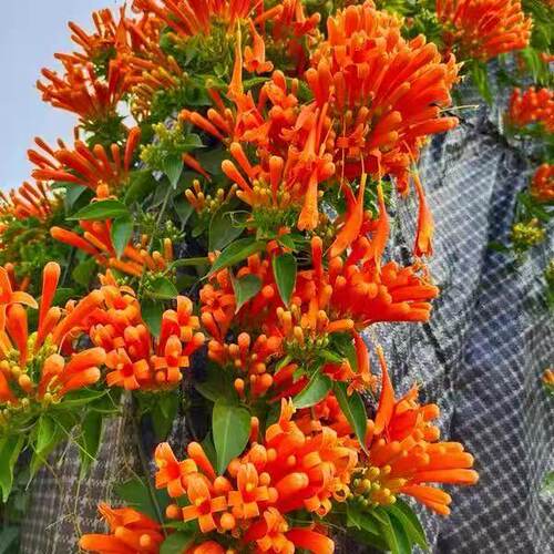 炮仗花苗 爬藤植物 鞭炮花 四季可种阳台庭院垂吊攀援花卉 藤本花 - 图3