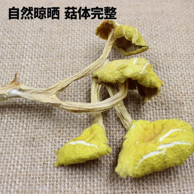 东北野生榆黄蘑干货鸡油菌黄金菇黄丝菌金顶侧耳金顶玉皇蘑黄金菇 - 图2