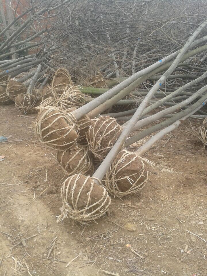 拆迁占地苗工程绿化苗庭院行道树苗朴树苗 朴树树苗 朴树小苗包邮 - 图1