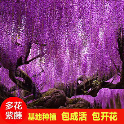 紫藤树苗紫藤萝 紫藤花苗爬藤植物 庭院围墙绿植花卉攀援盆栽 - 图2