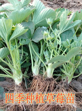 四季草莓苗盆栽带土牛奶草莓苗当年结果南方北方大棚种植草莓秧苗