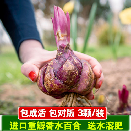 Imported perfume lily bulbs, suitable for year-round potted - 图0