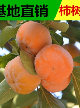 柿子树苗嫁接无核脆甜柿盆栽地栽柿子苗南北方种植果树苗当年结果