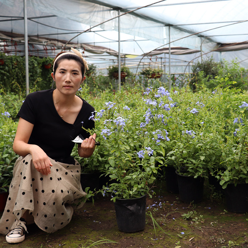 蓝雪花盆栽花卉苗四季开花阳台花园观赏爬藤植物耐热易养活白雪花,淘宝优惠券,粉丝福利购,淘宝优惠卷