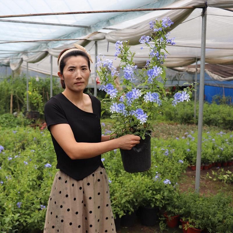 蓝雪花盆栽花卉苗四季开花阳台花园观赏爬藤植物耐热易养活白雪花,淘宝优惠券,粉丝福利购,淘宝优惠卷