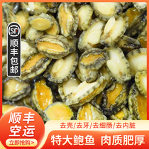 Fresh Sea Catch Abalone Frozen Seafood Aquatic Live Oversized Abalone Small Abalone Food Red Burn Ready-to-eat