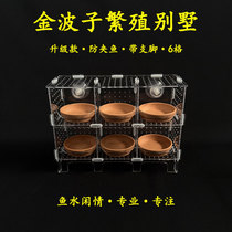 Golden Wave Subbreeding Disc Isolation Box Breeding Villa Hatchbox Acrylic Shallow Disc Breeding Rack Suction Cup Breeding House
