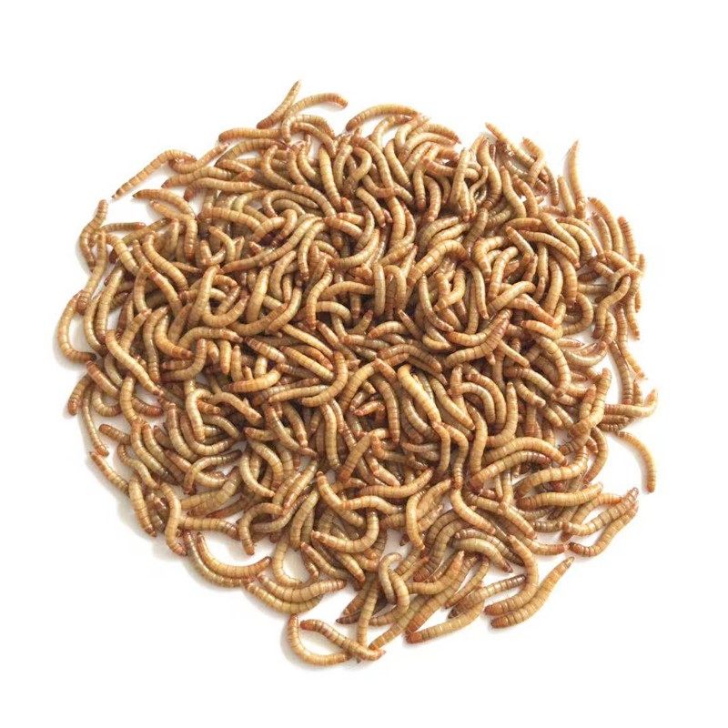 面包虫活体黄粉虫活鹦鹉鱼金龙鱼乌龟画眉鸟食石蛙饲料八哥粮包邮,淘宝优惠券,粉丝福利购,淘宝优惠卷