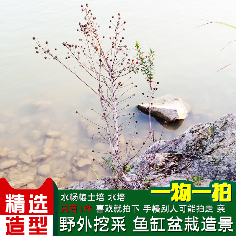 水杨梅鱼缸造景水培绿植水陆缸盆栽观赏老桩 - 图3