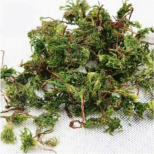干品回心草正宗云南中药材250g包邮大叶藓茴薪草铁脚一把伞茴心草 - 图0