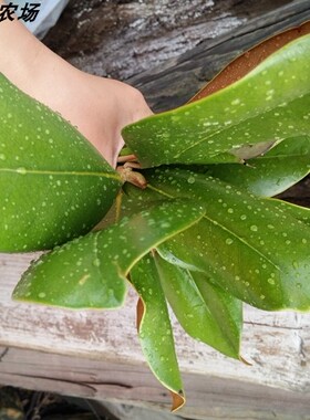 广玉兰新鲜硬挺树叶枯树叶