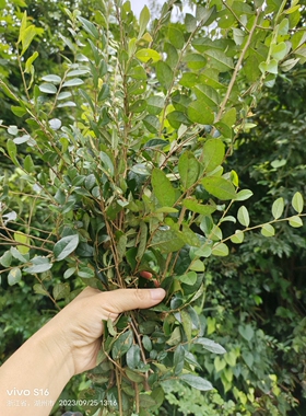 继木枝条白花继木枝条1份1斤新鲜继木树枝