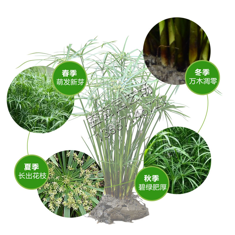 水竹旱伞草草水棕竹鱼池鱼塘水养植物盆栽湿地绿化挺水-图2