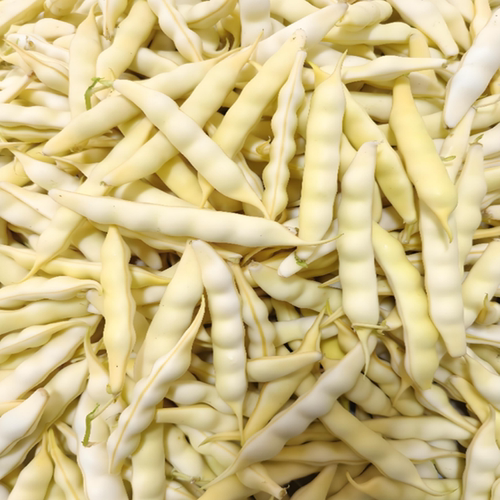 今年新鲜黄豆角东北黄金勾豆角油豆角兔子翻白眼勾勾黄豆角 - 图0