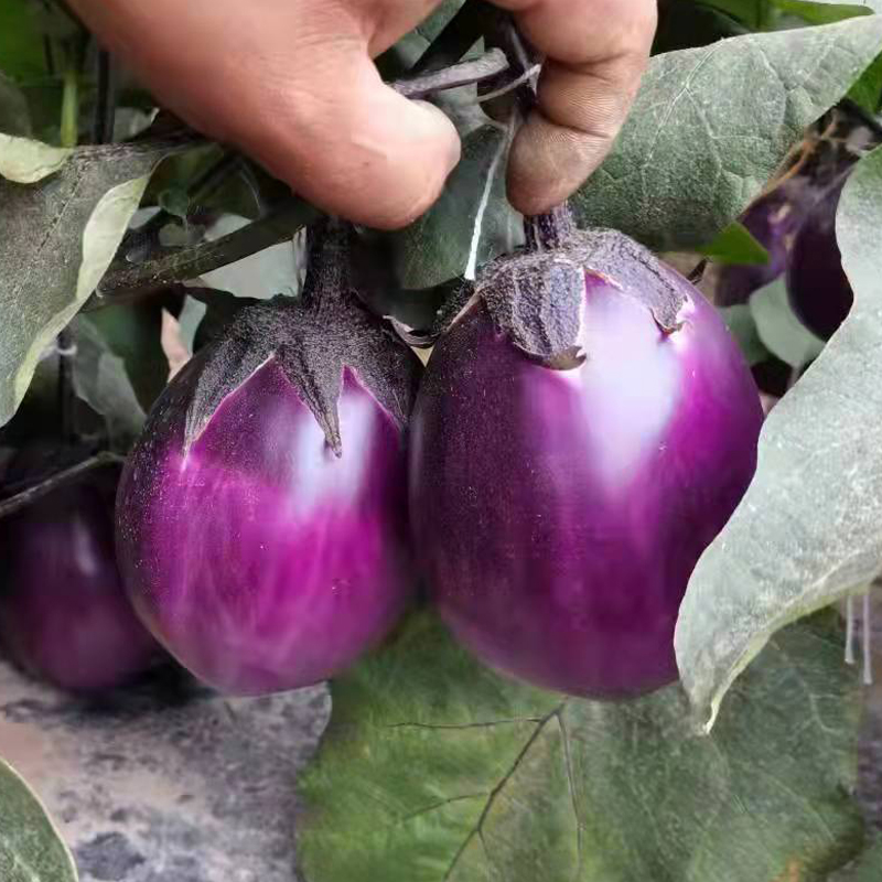 茄子种子线茄种籽青茄杭茄小茄子烧烤茄子种籽大全四季蔬菜种子孑 - 图2