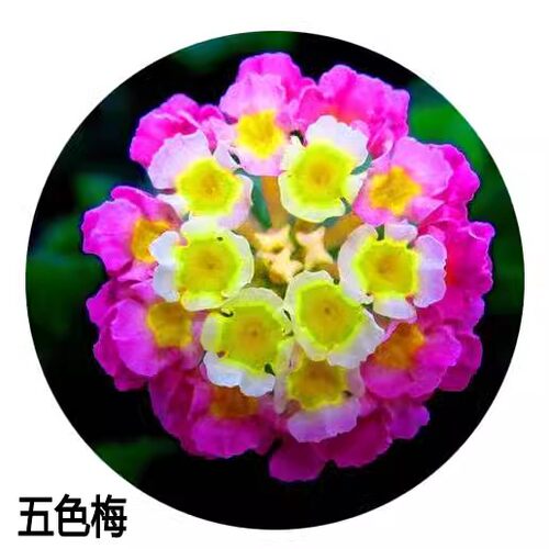 五色梅种子如意草五彩花五雷丹马樱丹种子五色梅盆栽五色梅苗花草 - 图3