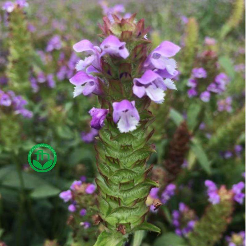 夏枯草种子白毛夏枯球种籽新采药材四季播种简单发芽率高阳台盆栽,淘宝优惠券,粉丝福利购,淘宝优惠卷