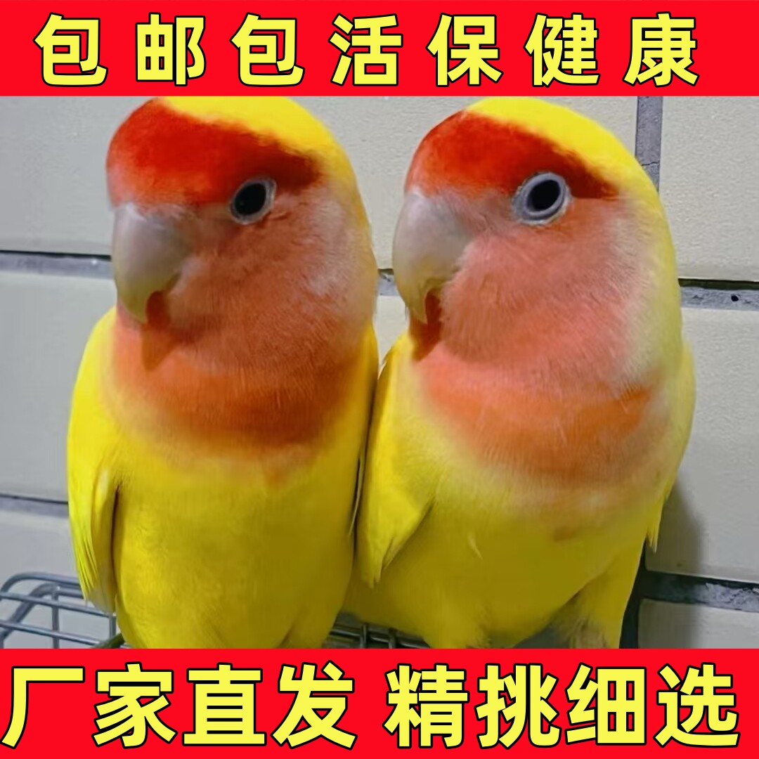 牡丹鹦鹉活鸟黄桃绿桃家庭宠物鸟学说话可手养可繁殖可爱小鸟亲人