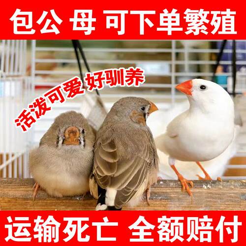 珍珠鸟活鸟灰白驼色珍珠文鸟十姐妹一对种鸟幼鸟可繁殖宠物手养鸟 - 图3