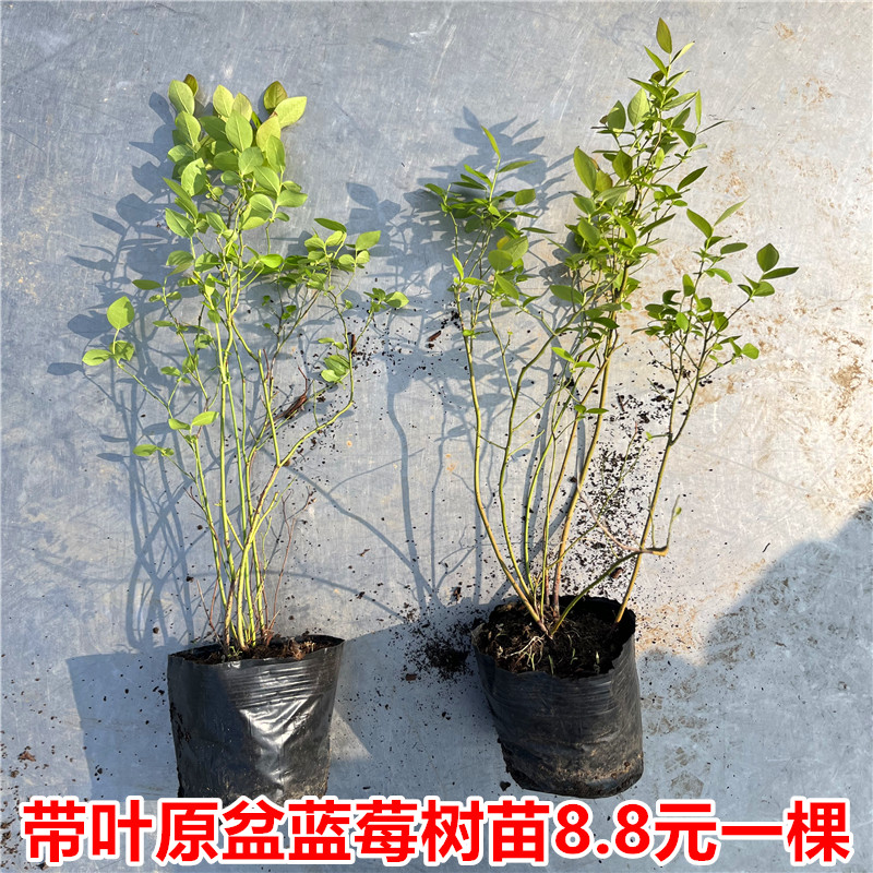 蓝莓树果苗蓝莓苗盆栽阳台南方带果北方地栽当年结果特大蓝莓树苗-图0