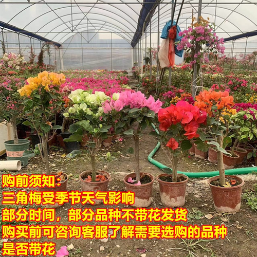 三角梅盆栽带花四季开花爬藤植物阳台小花卉庭院勤花好养大苗绿樱 - 图0