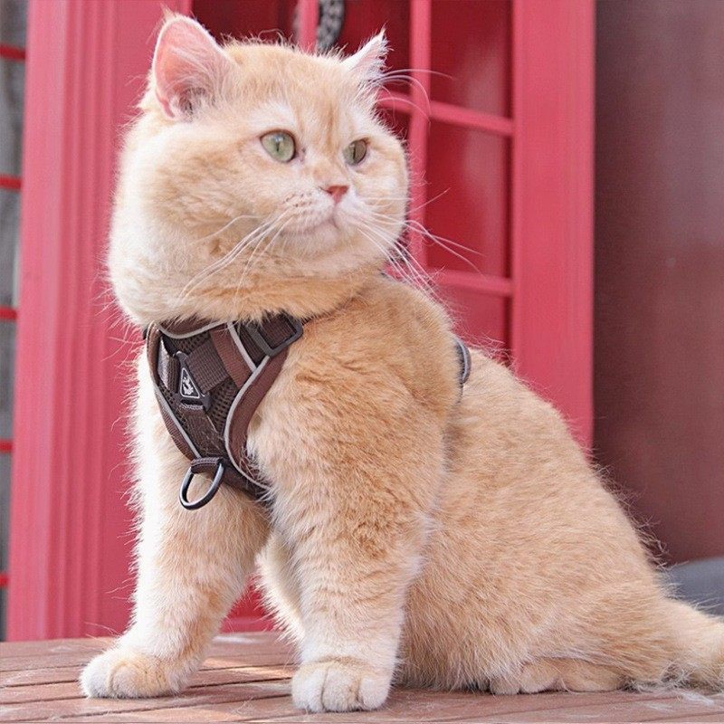 阿比西尼亚猫牵引绳防挣脱外出专用猫咪绳背心式胸背溜猫神器,淘宝优惠券,粉丝福利购,淘宝优惠卷