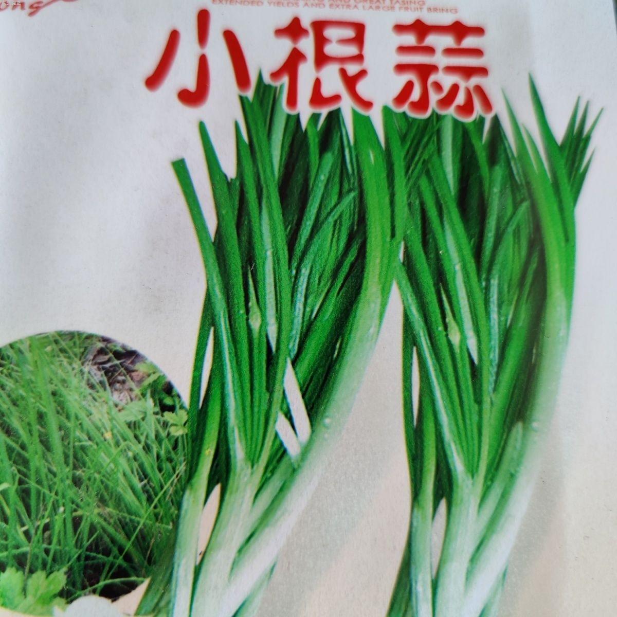 小根蒜种子 东北野生大头小葱阳台盆栽青菜东北山野菜多年生植物 - 图0