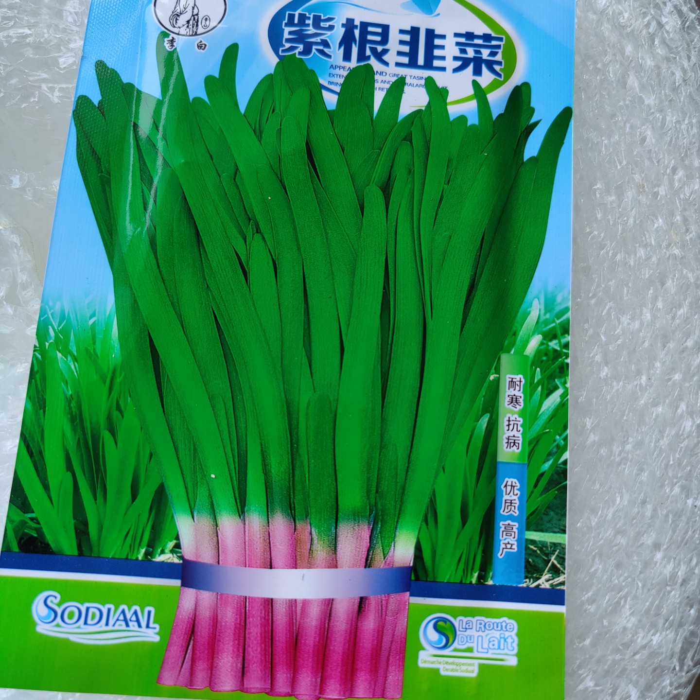 紫根韭菜种子 东北耐寒抗病高产多年生菜园蔬菜宽叶肉厚味浓40CM - 图2