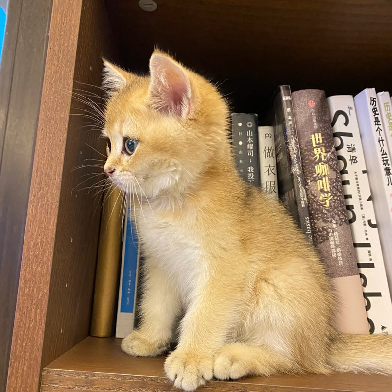 幼猫牵引绳小猫咪3斤以内外出迷你茶杯犬小狗工字型背带遛狗猫绳,淘宝优惠券,粉丝福利购,淘宝优惠卷