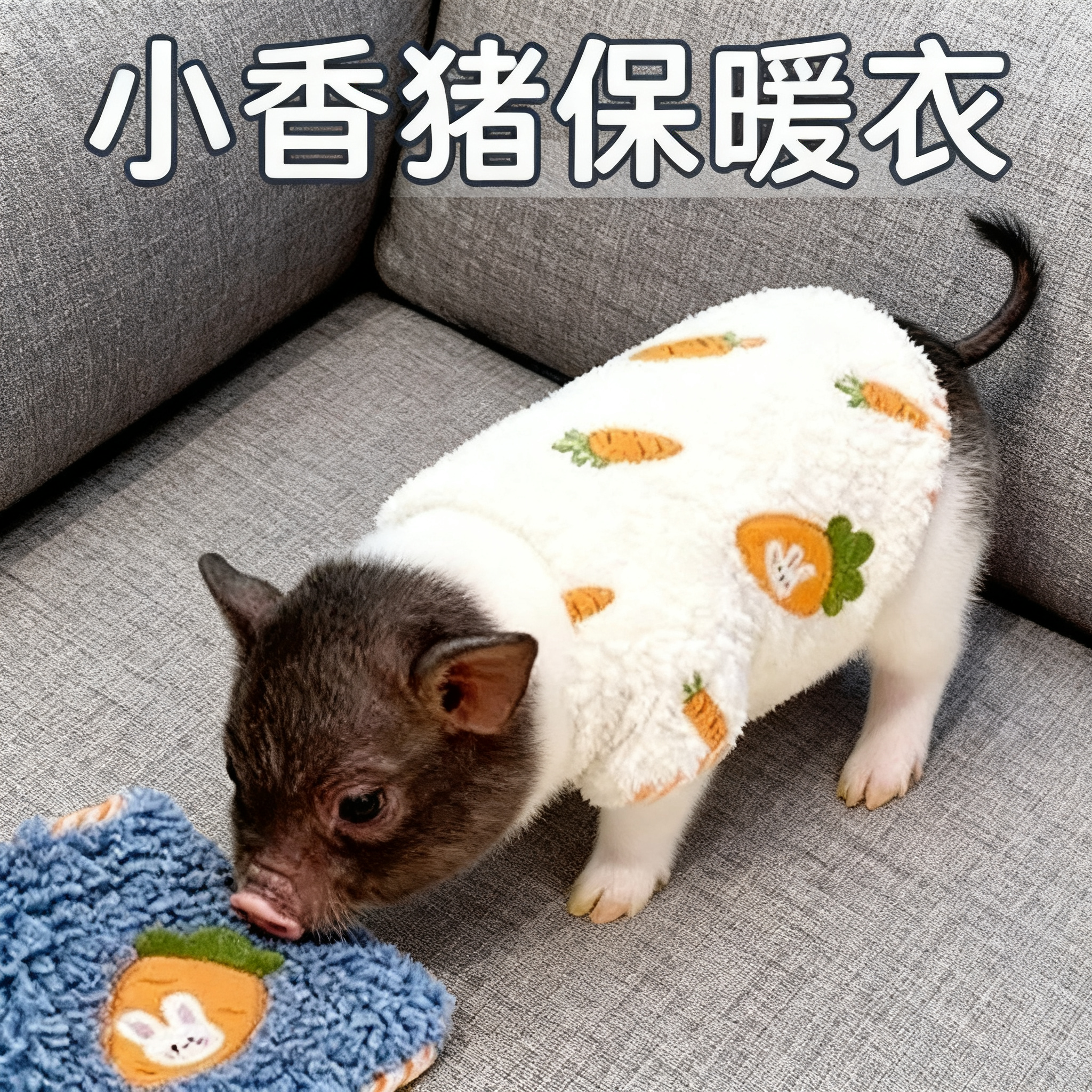 小香猪保暖衣服加绒加厚秋冬天穿的可爱棉衣服宠物迷你网红猪户外,淘宝优惠券,粉丝福利购,淘宝优惠卷