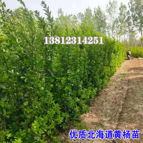 围墙篱笆植物北海道苗大叶黄杨法国冬青树苗四季常青耐寒工程绿篱 - 图2