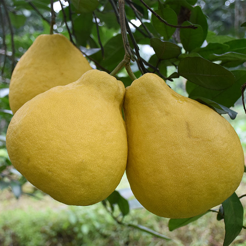 精品大果重庆长寿正宗沙田柚水果新鲜白心柚子非梅州容县包邮10斤,淘宝优惠券,粉丝福利购,淘宝优惠卷