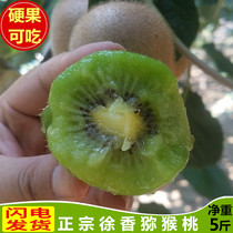 Week to brow county Xu Xiangqi Exotic Fruits Fresh 5 catties Non-Jiangshan Xu Xianghong Honghuang Pregnant Women Fruits