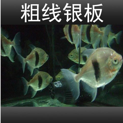 粗线银板鱼活体黑桃A银板虎纹银板龙鱼配鱼大型热带观赏鱼 - 图1