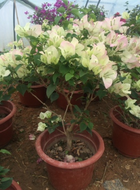 三角梅盆栽多色花卉重瓣大苗植物