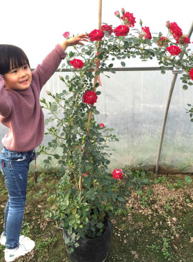 包邮欧月藤本月季花苗大花浓香玫瑰爬藤蔷薇庭院攀援花卉绿植盆栽