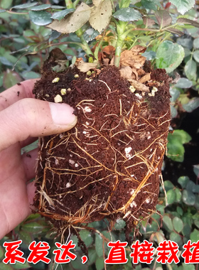 月季花苗 花卉盆栽果汁阳台开花浓香庭院藤本玫瑰蔷薇爬藤四季