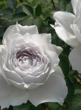 家居饰品  日月  加百列  大天使   玫瑰  浓香花卉   灌木  月季